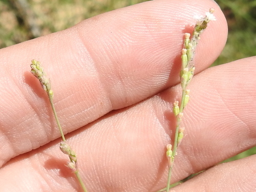 Creeping spiderling (Boerhavia spicata)