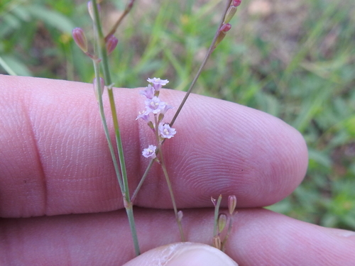 Creeping spiderling (Boerhavia spicata)