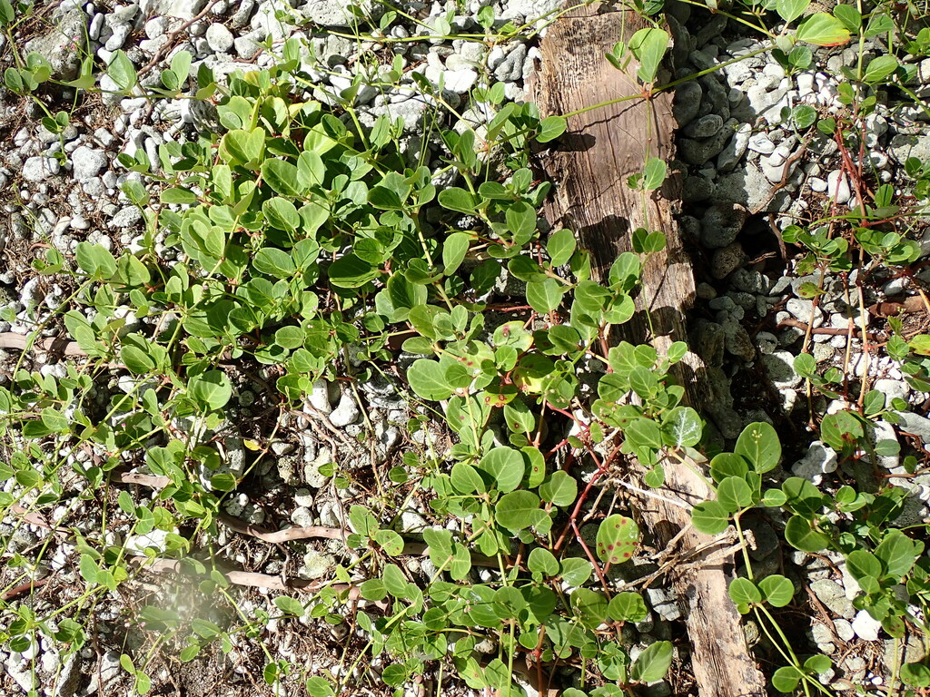 Boerhavia tetrandra (Boerhavia tetrandra)