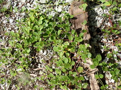 Boerhavia tetrandra (Boerhavia tetrandra)