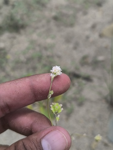 Boerhavia verbenacea (Boerhavia verbenacea)