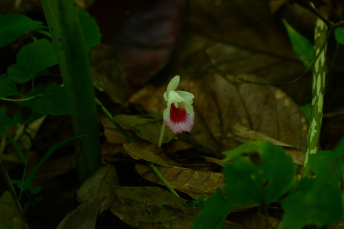 Boesenbergia hamiltonii (Boesenbergia hamiltonii)