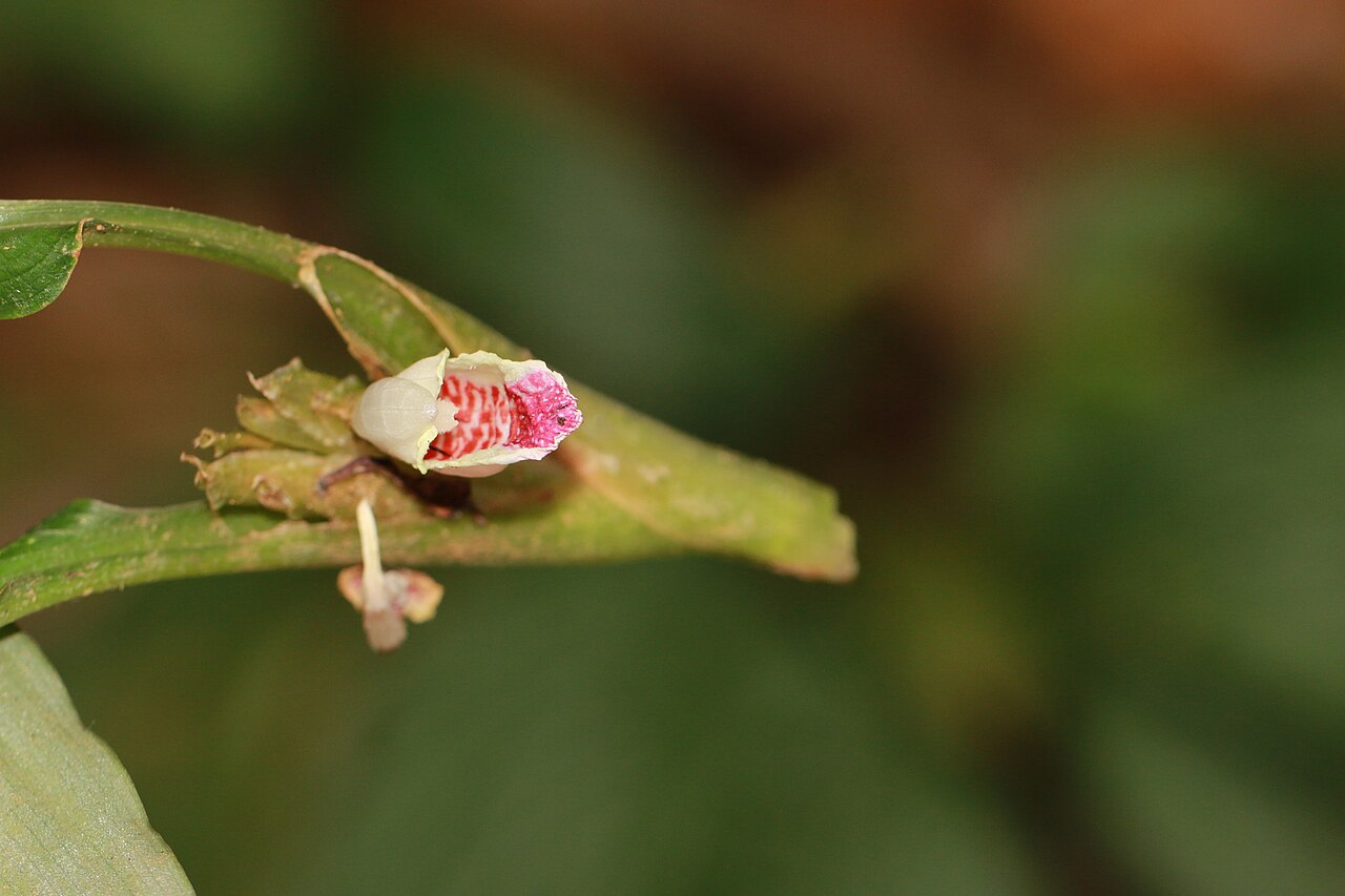 Boesenbergia pulcherrima: Photos of plants taken by V C Balakrishnan
