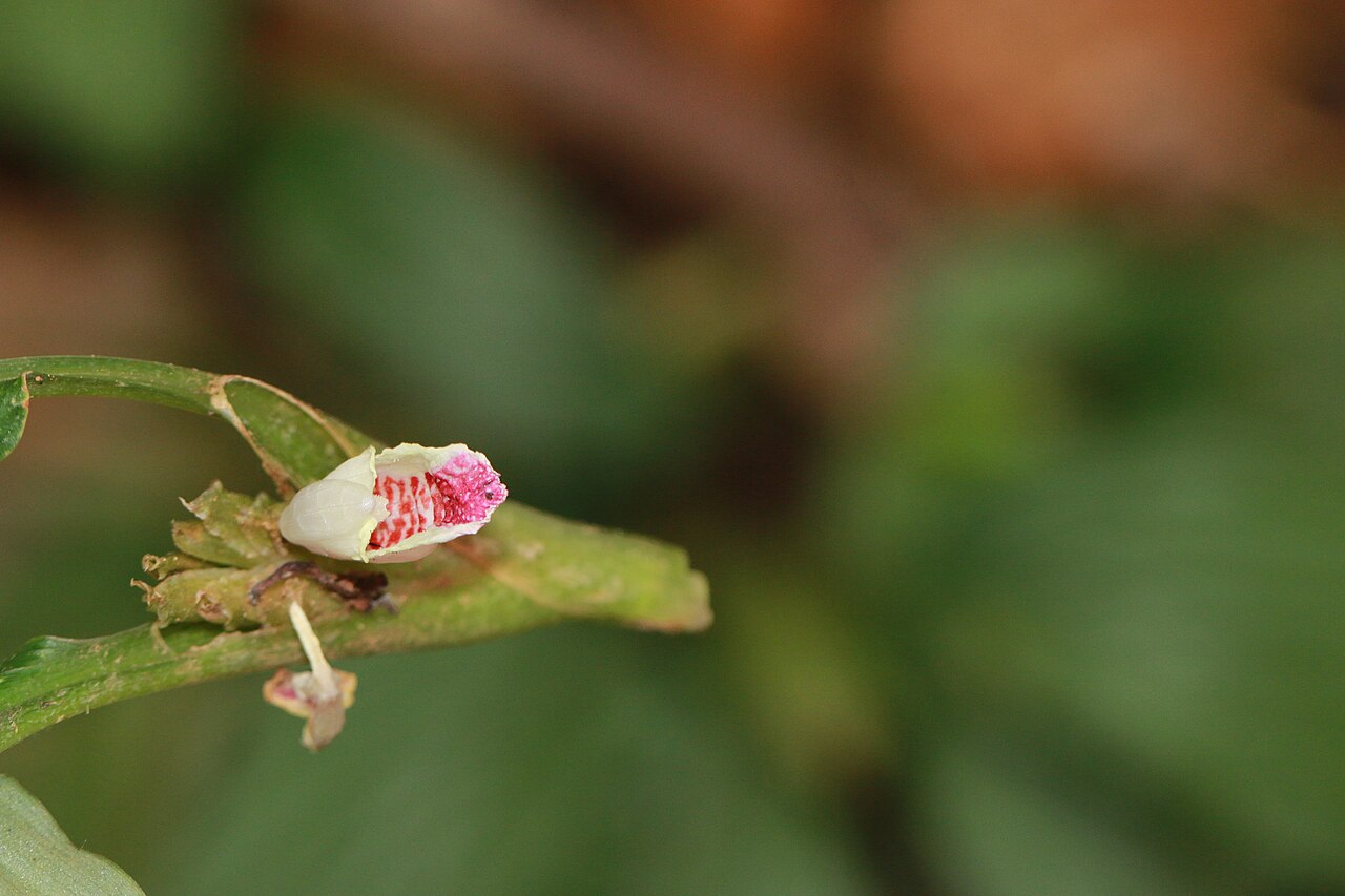 Boesenbergia pulcherrima: Photos of plants taken by V C Balakrishnan