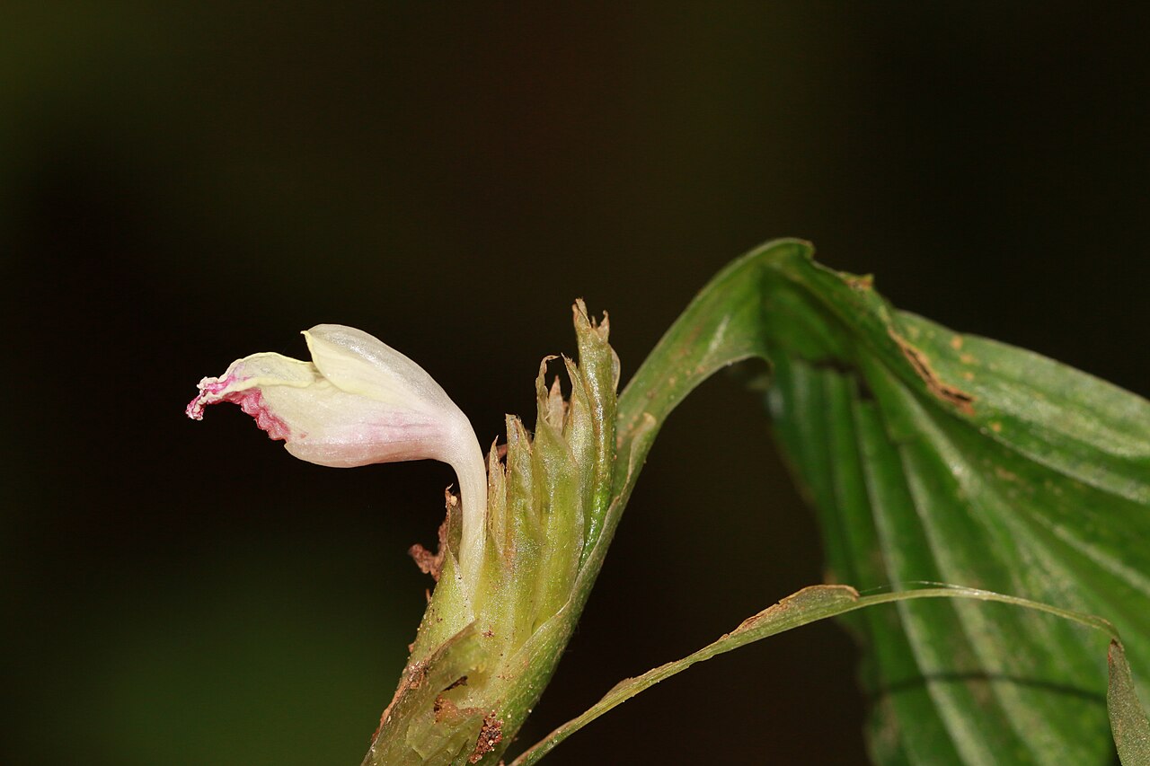 Boesenbergia pulcherrima: Photos of plants taken by V C Balakrishnan