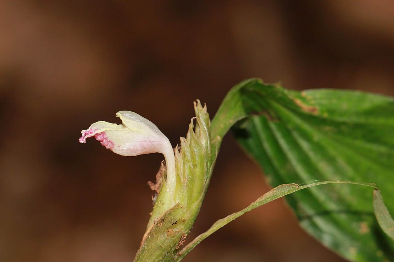 Boesenbergia pulcherrima: Photos of plants taken by V C Balakrishnan