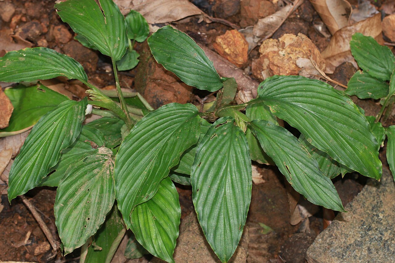 Boesenbergia pulcherrima: Photos of plants taken by V C Balakrishnan