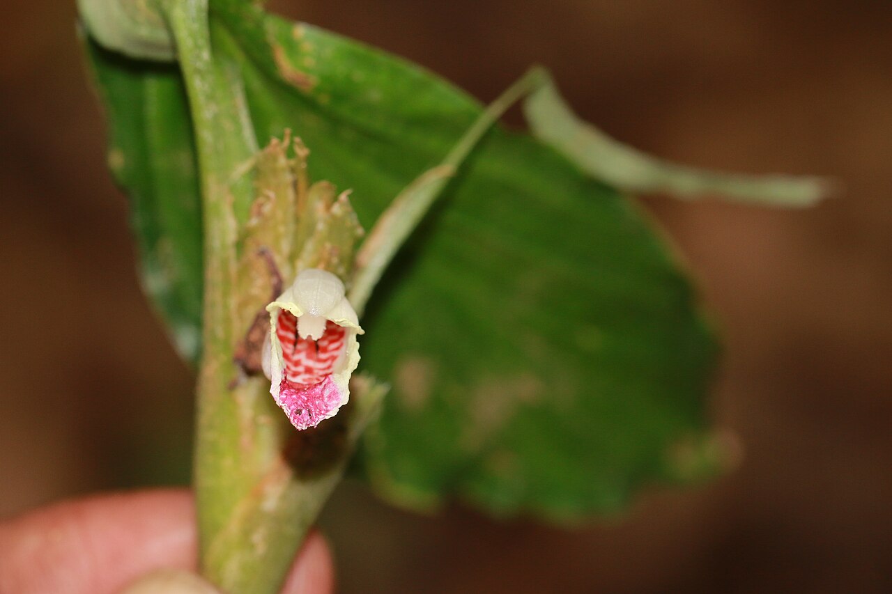 Boesenbergia pulcherrima: Photos of plants taken by V C Balakrishnan