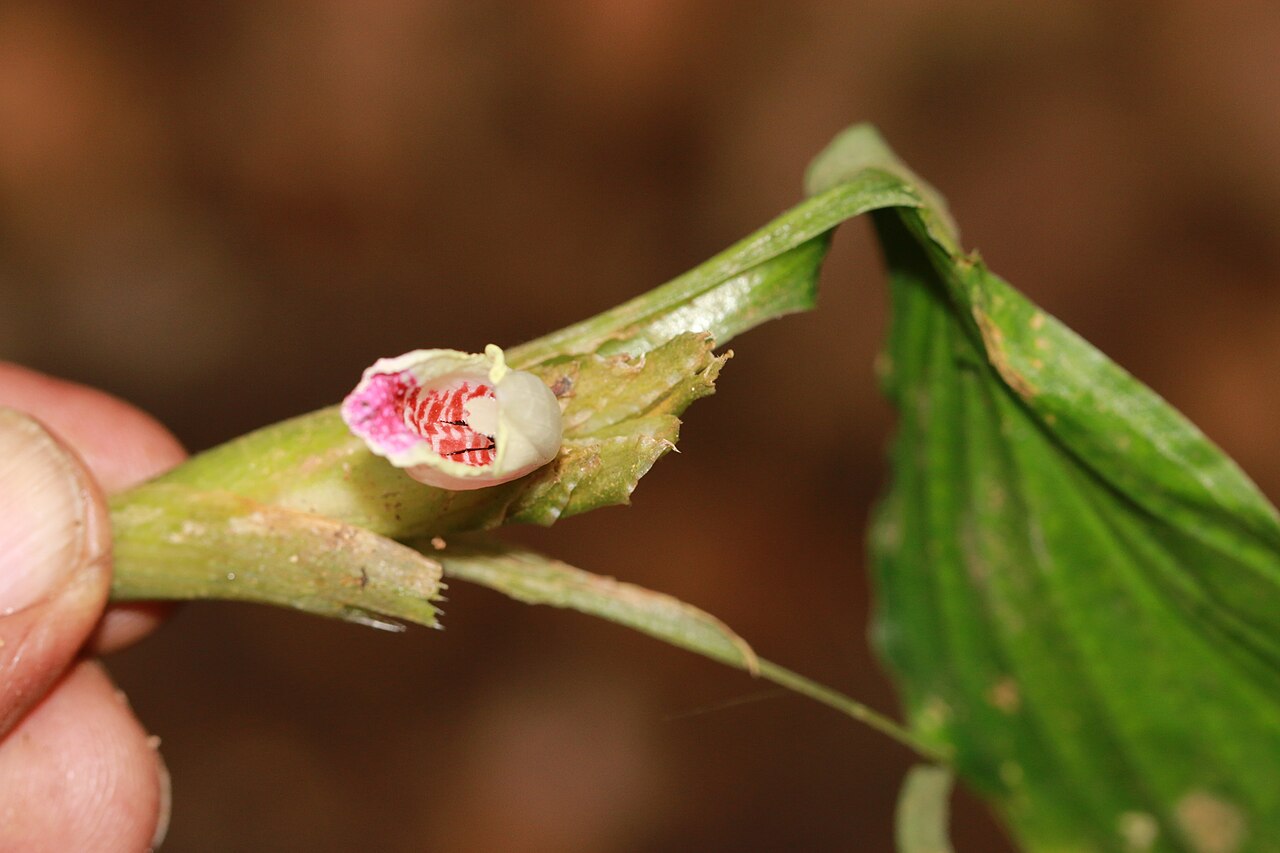 Boesenbergia pulcherrima: Photos of plants taken by V C Balakrishnan