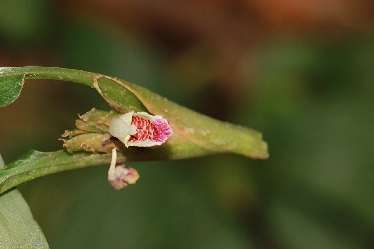 Boesenbergia pulcherrima: Photos of plants taken by V C Balakrishnan