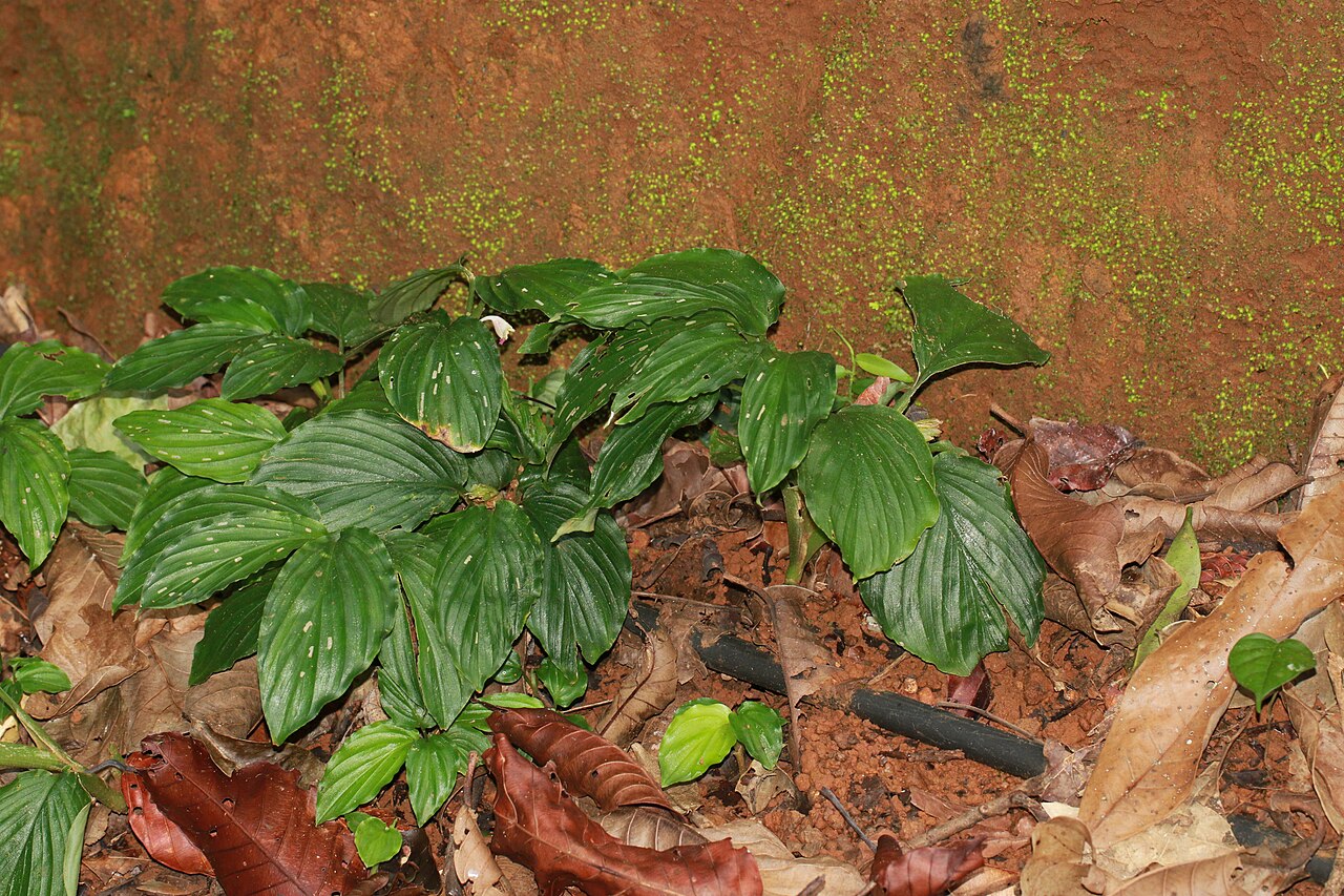 Boesenbergia pulcherrima: Photos of plants taken by V C Balakrishnan