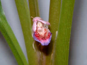 Fingerroot: Boesenbergia rotunda