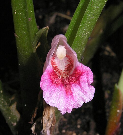 Fingerroot: 凹唇薑 Boesenbergia rotunda [香港動植物公園 Hong Kong Botanical Garden]