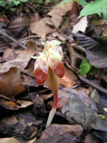 Boesenbergia siamensis (Boesenbergia siamensis)