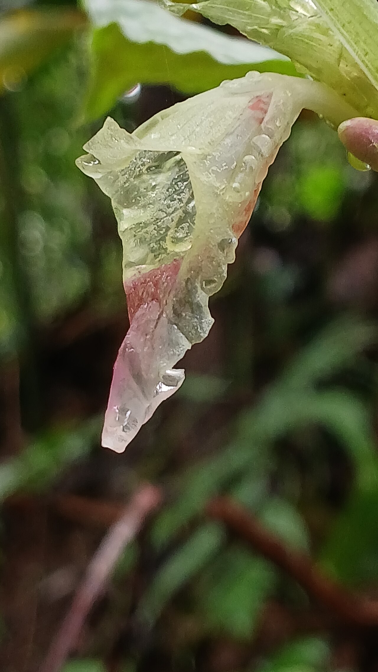 Boesenbergia tiliifolia: Nativeplants Botanical Garden