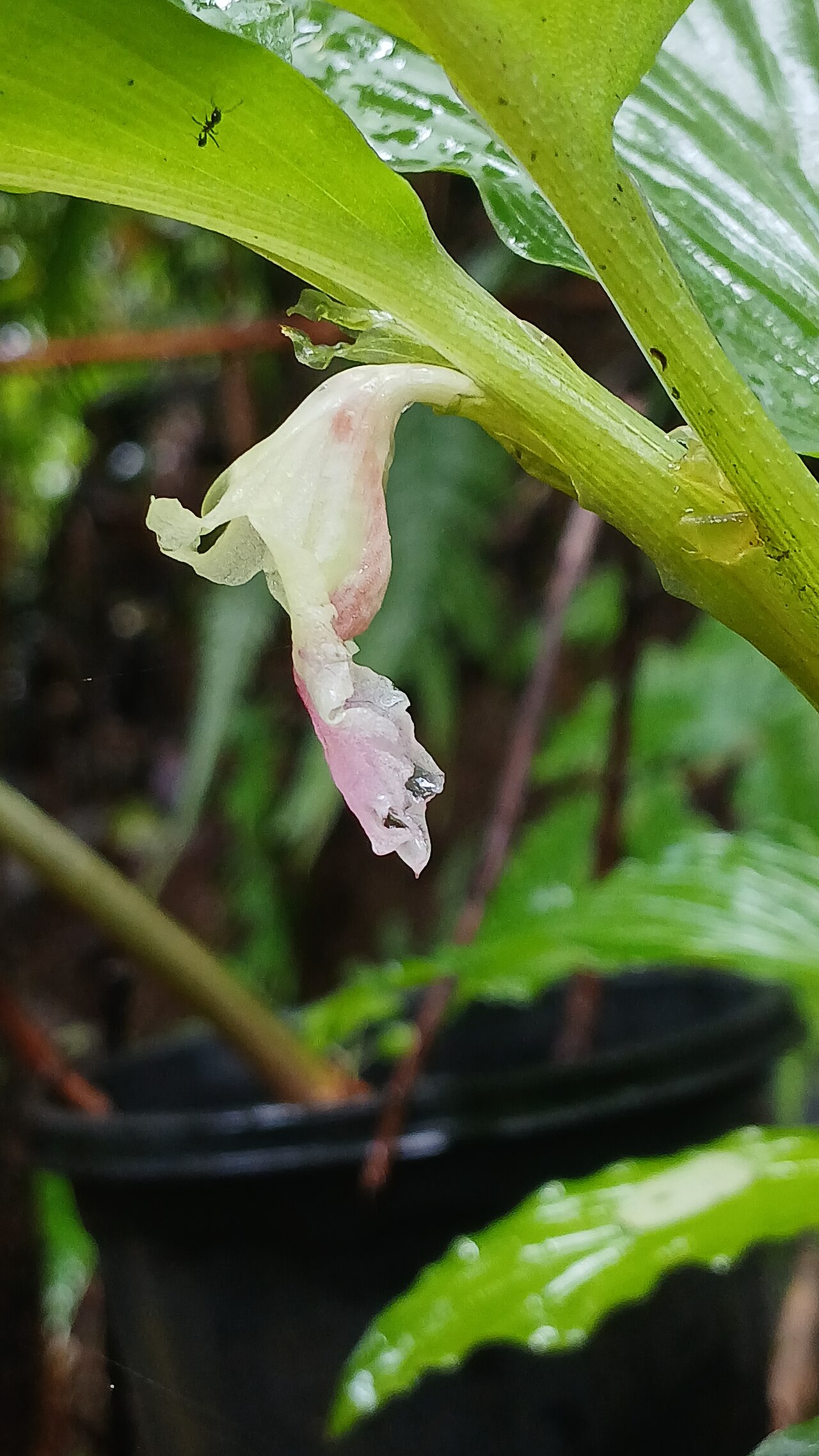 Boesenbergia tiliifolia: Nativeplants Botanical Garden
