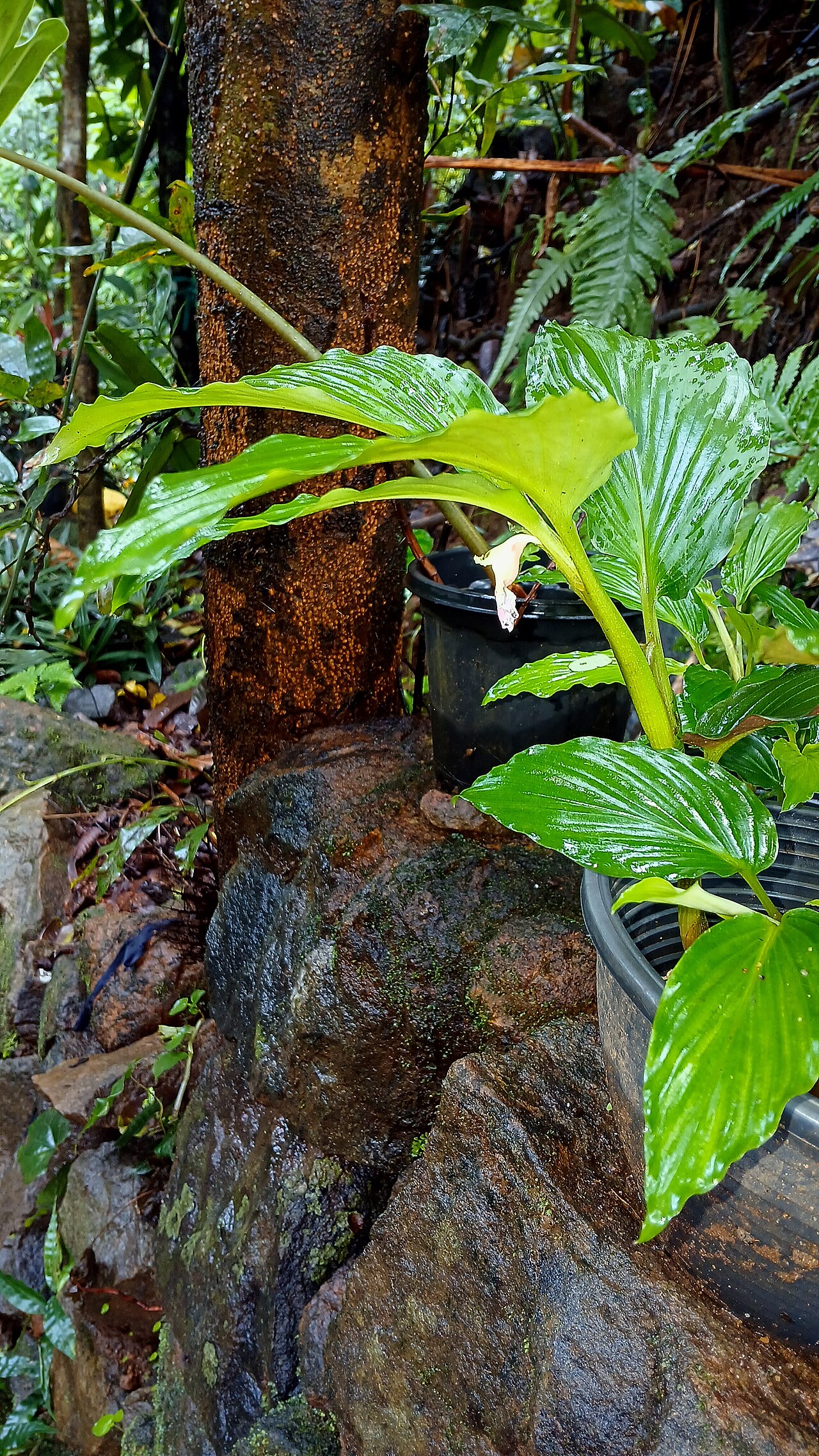 Boesenbergia tiliifolia: Nativeplants Botanical Garden
