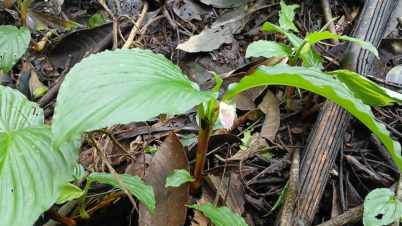 Boesenbergia tiliifolia: Boesenbergia