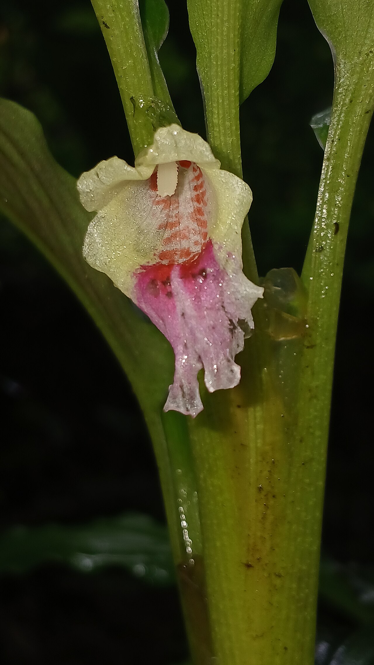 Boesenbergia tiliifolia: Nativeplants Botanical Garden