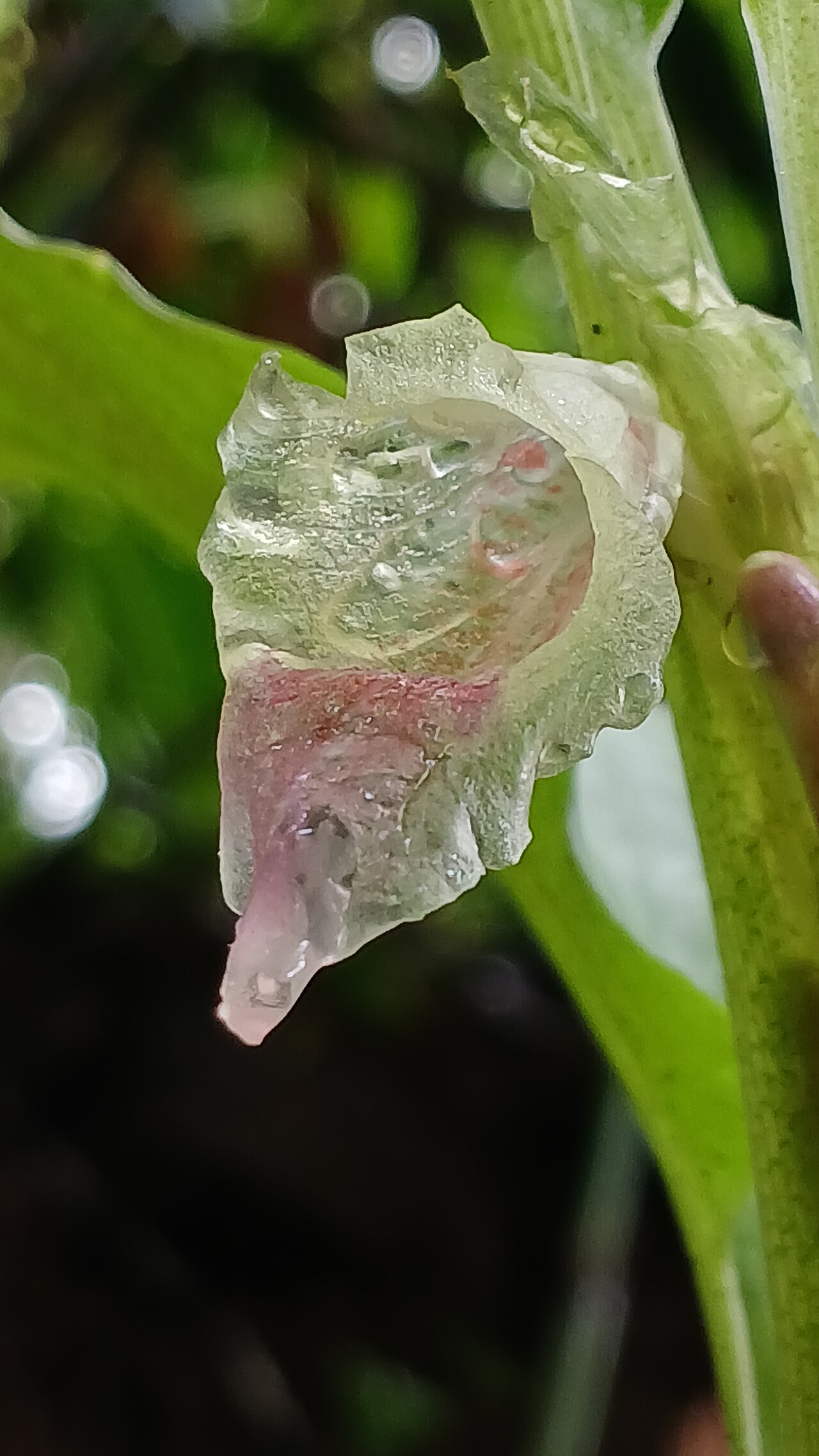 Boesenbergia tiliifolia: Nativeplants Botanical Garden