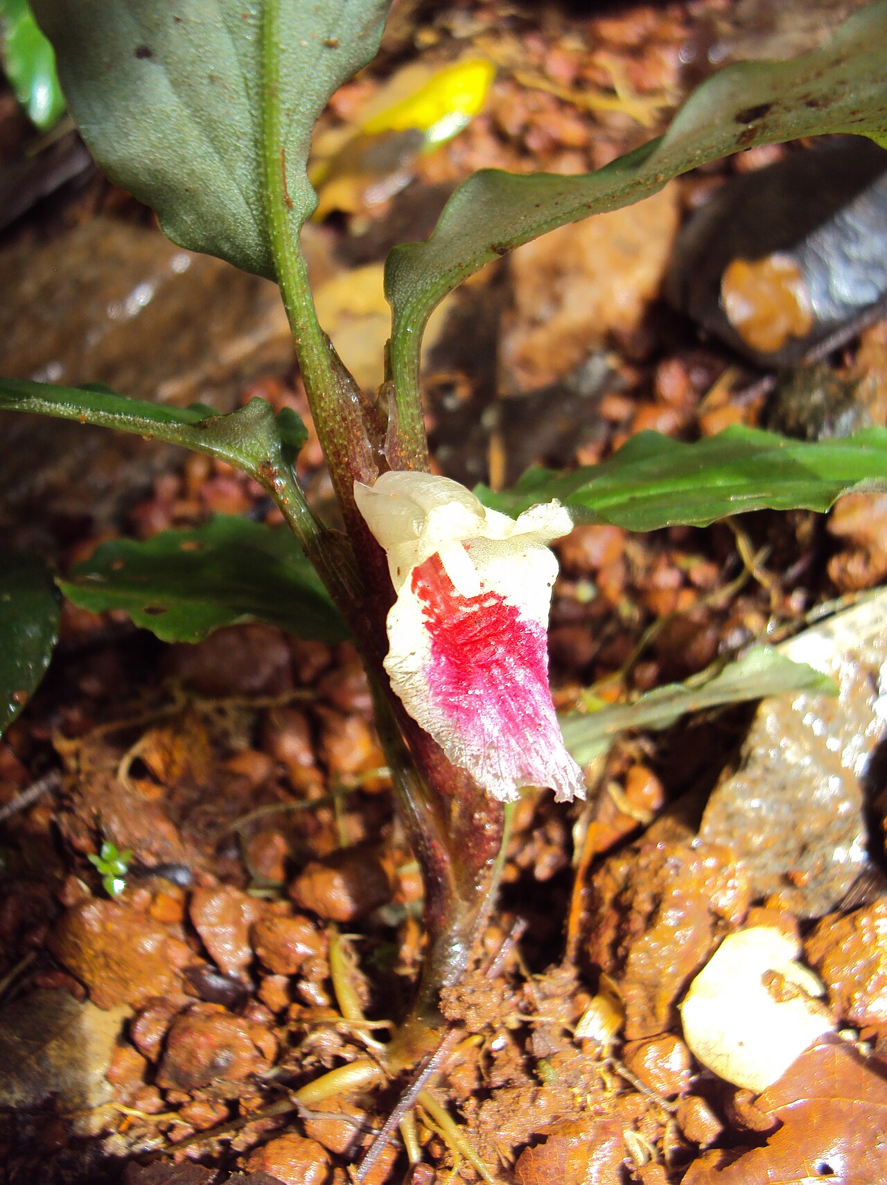 Boesenbergia tiliifolia: Boesenbergia tiliifolia