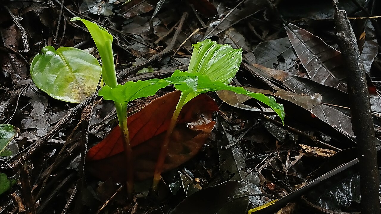 Boesenbergia tiliifolia: Janakipara waterfalls