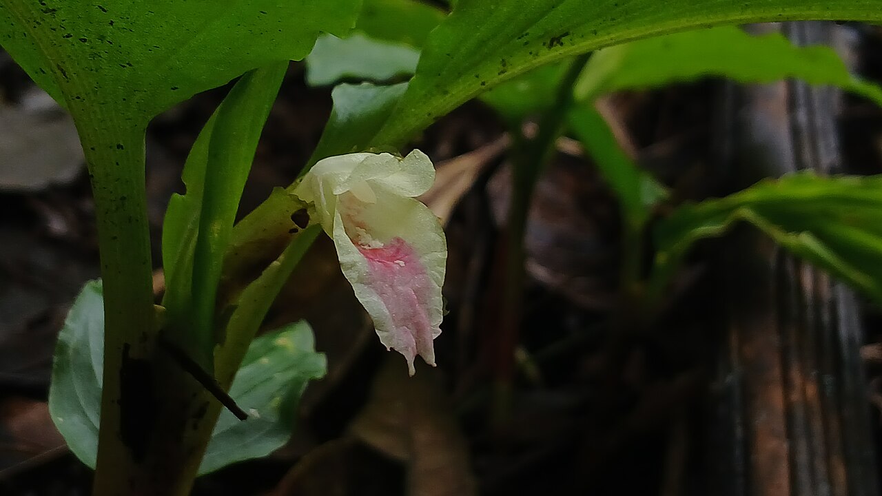 Boesenbergia tiliifolia: Boesenbergia tiliifolia