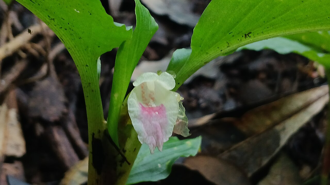 Boesenbergia tiliifolia: Boesenbergia tiliifolia