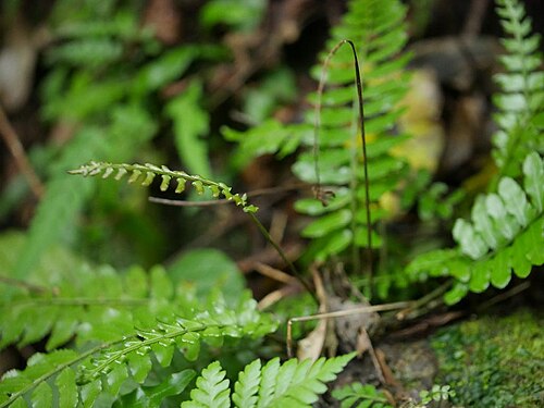 Bolbitis appendiculata: 2018/12/30 沖縄本島:Okinawa Island, Japan