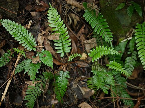 Bolbitis appendiculata: 2018/12/30 沖縄本島:Okinawa Island, Japan
