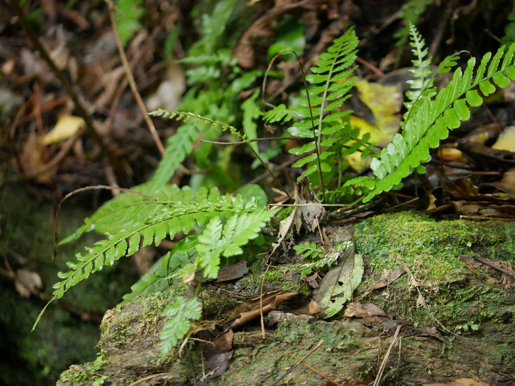 Bolbitis appendiculata: 2018/12/30 沖縄本島:Okinawa Island, Japan