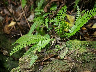 Bolbitis appendiculata: 2018/12/30 沖縄本島:Okinawa Island, Japan