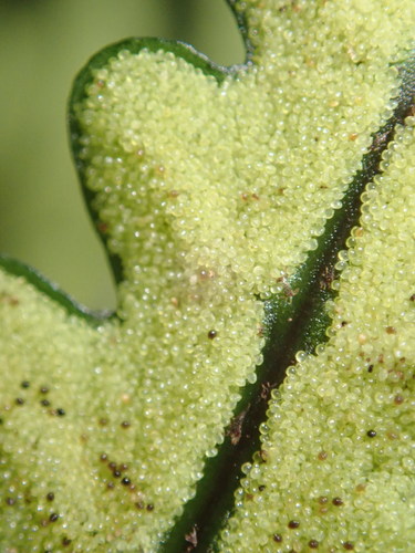 Bolbitis bipinnatifida (Bolbitis bipinnatifida)