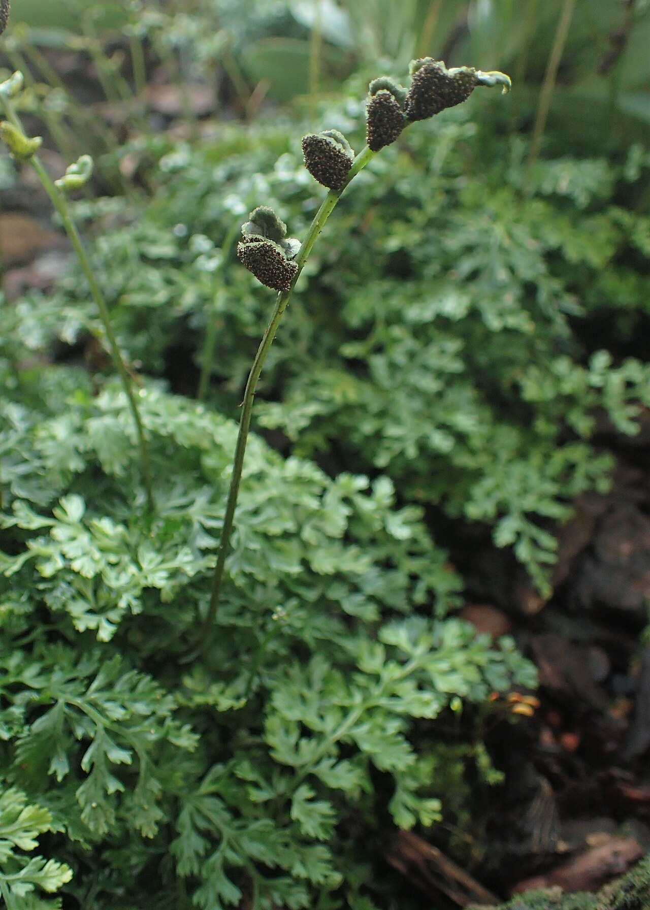 Bolbitis heteroclita: Bolbitis heteroclita difformis in the Botanischer Garten, Berlin-Dahlem