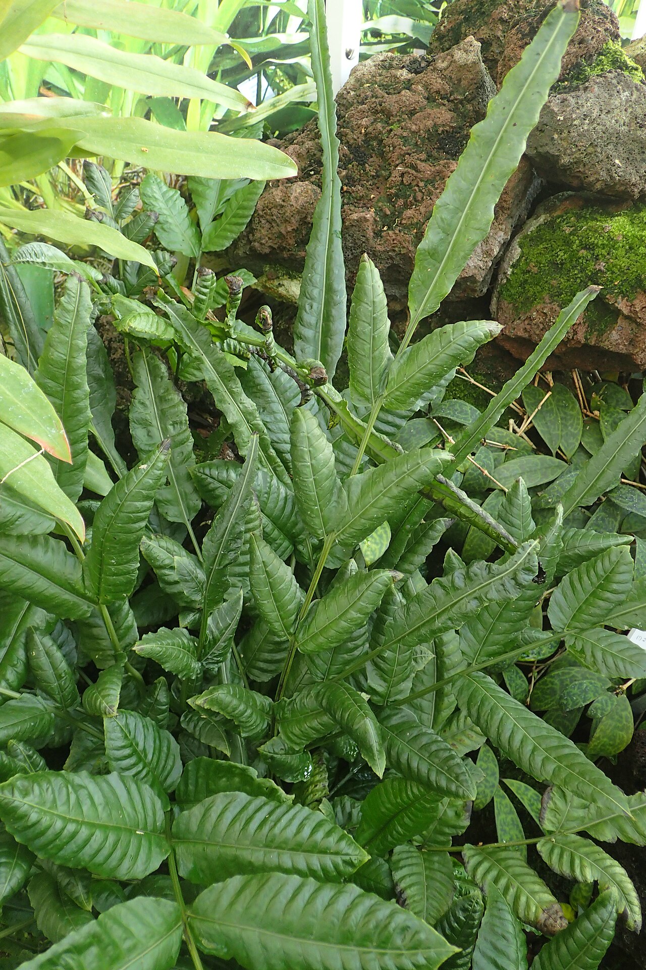 Bolbitis heteroclita: Bolbitis heteroclita in the Botanischer Garten, Berlin-Dahlem
