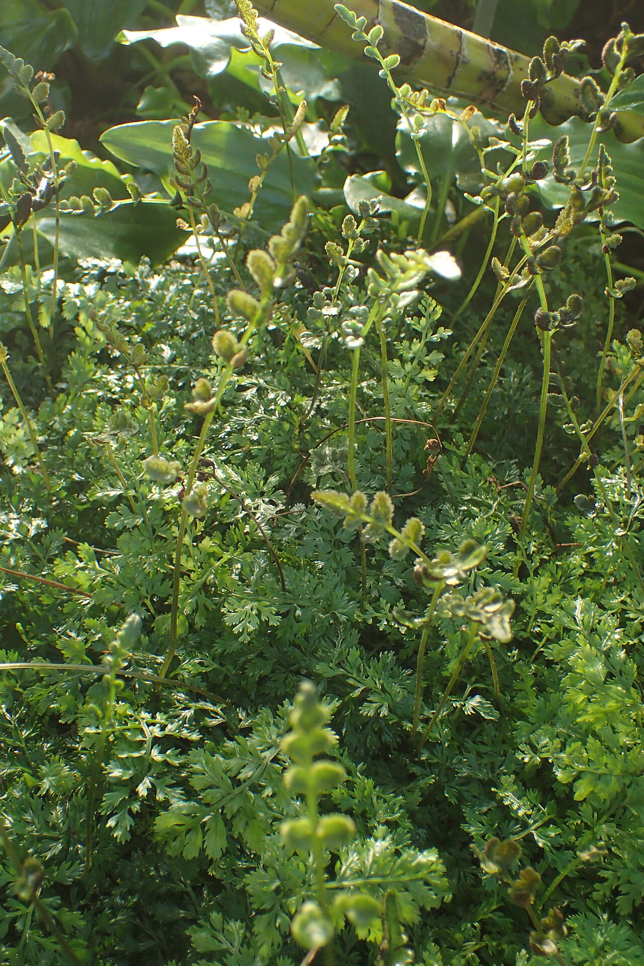 Bolbitis heteroclita: Bolbitis heteroclita difformis in the Botanischer Garten, Berlin-Dahlem