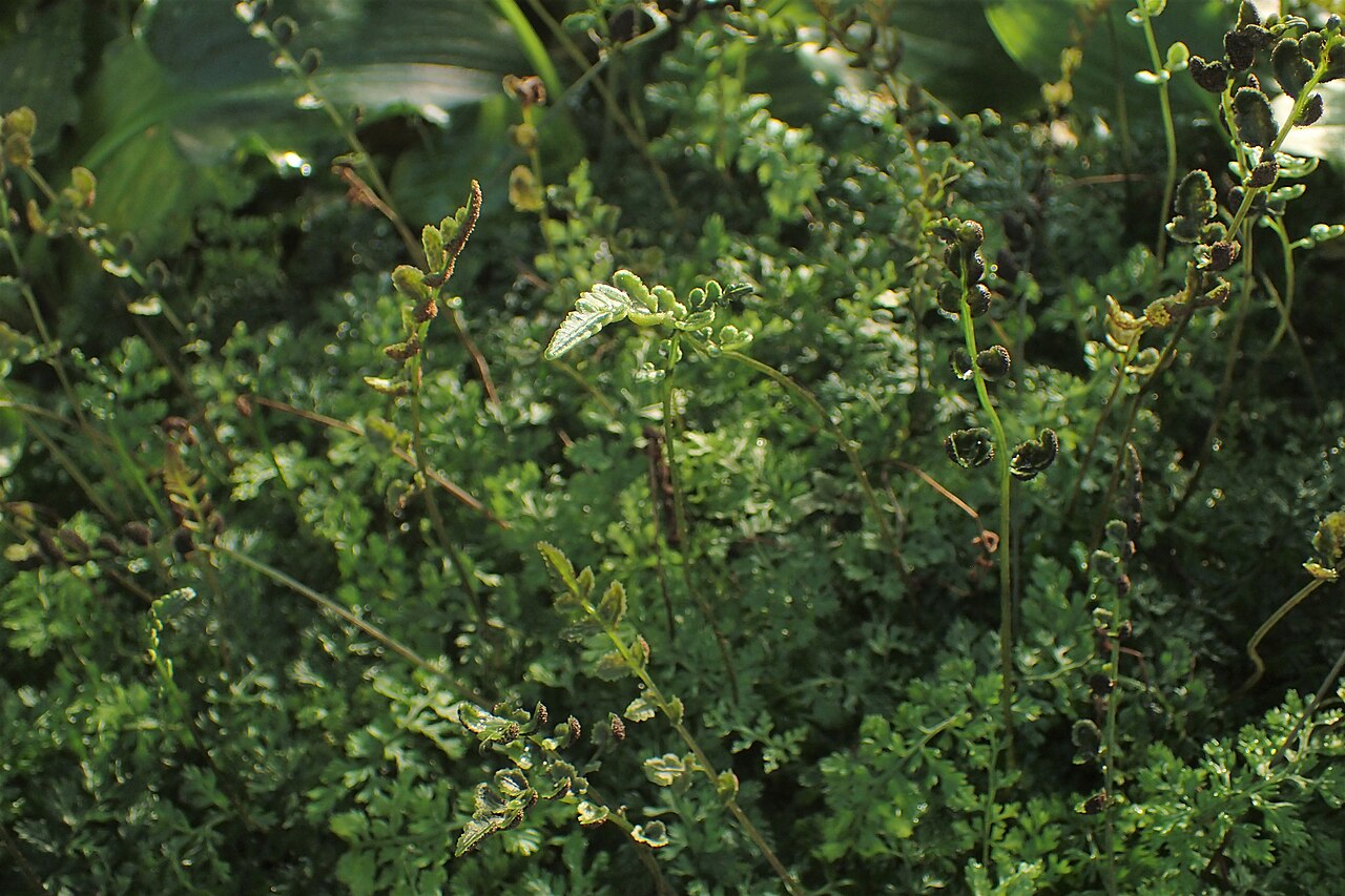 Bolbitis heteroclita: Bolbitis heteroclita difformis in the Botanischer Garten, Berlin-Dahlem
