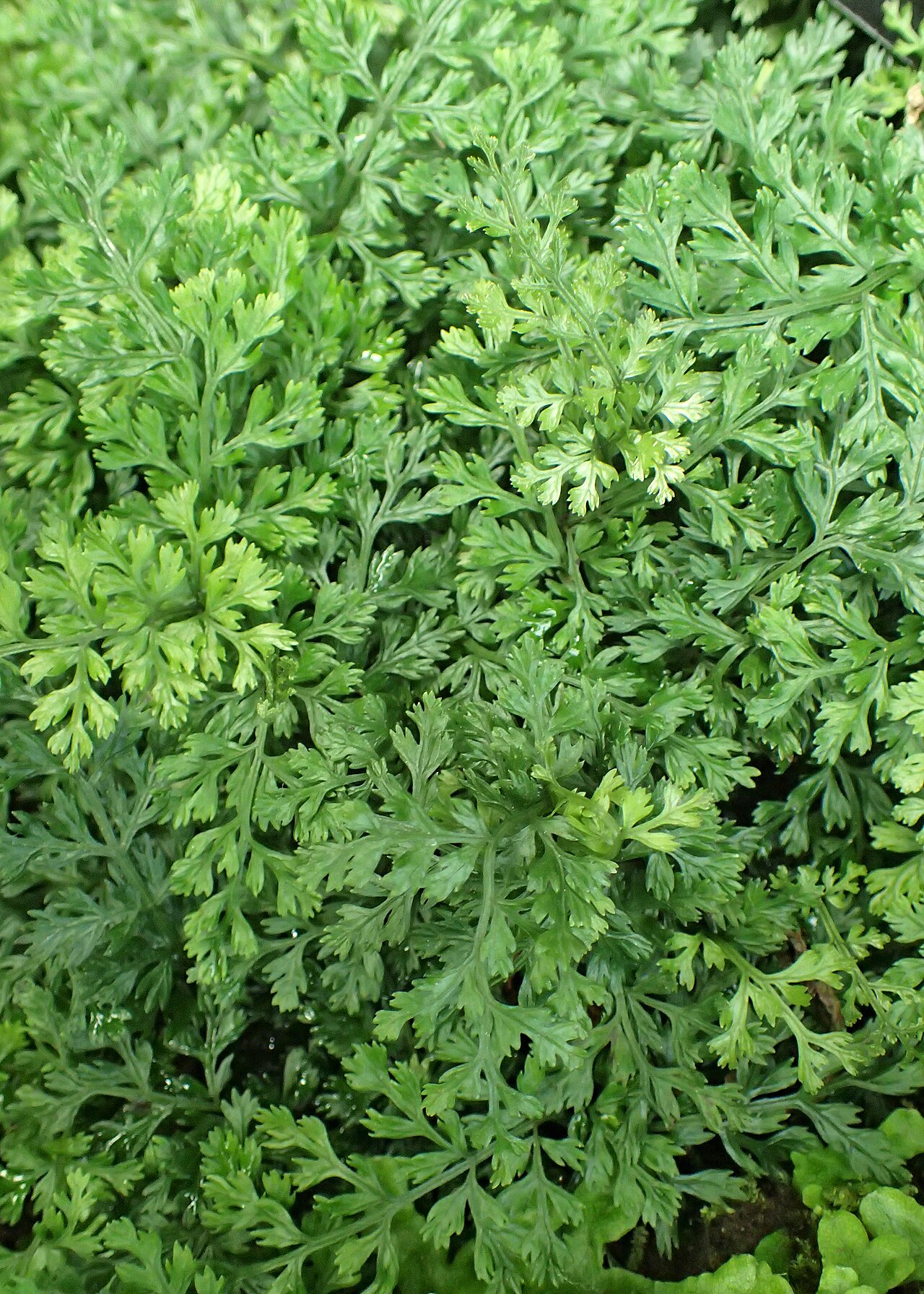 Bolbitis heteroclita: Bolbitis heteroclita in Lincoln Park Conservatory, Chicago