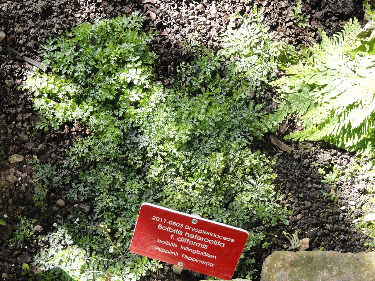 Bolbitis heteroclita: Botanical specimen. The University of Helsinki Botanical Garden at Kaisaniemi
