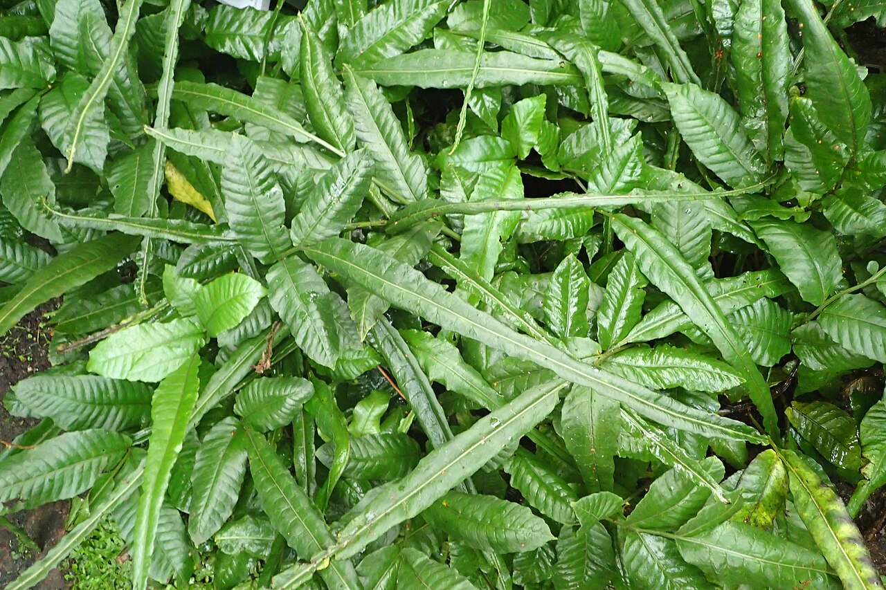 Bolbitis heteroclita: Bolbitis heteroclita in the Botanischer Garten, Berlin-Dahlem