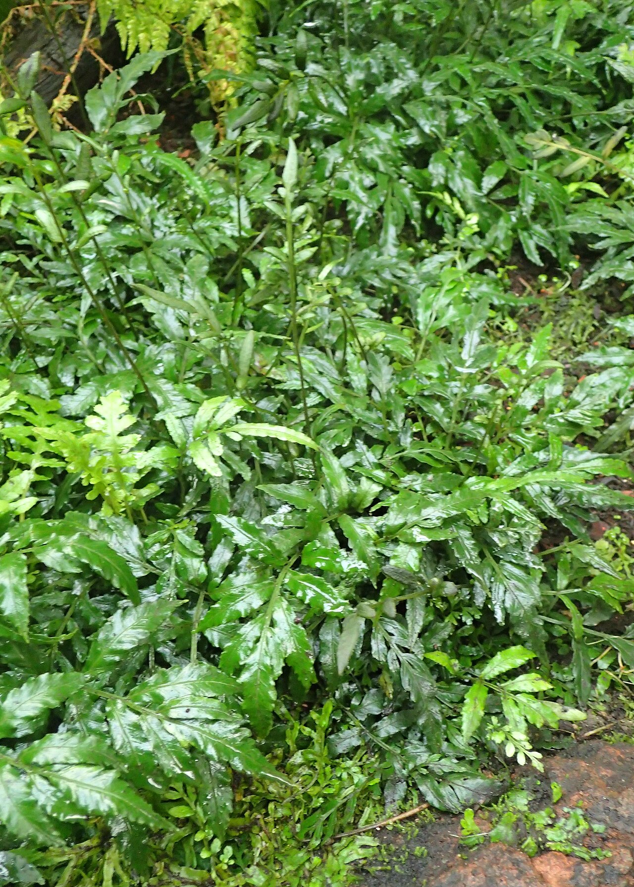 Bolbitis heteroclita: Bolbitis heteroclita in the Botanischer Garten, Berlin-Dahlem