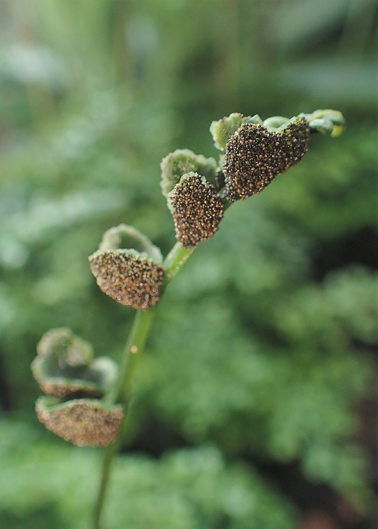 Bolbitis heteroclita: Bolbitis heteroclita difformis in the Botanischer Garten, Berlin-Dahlem