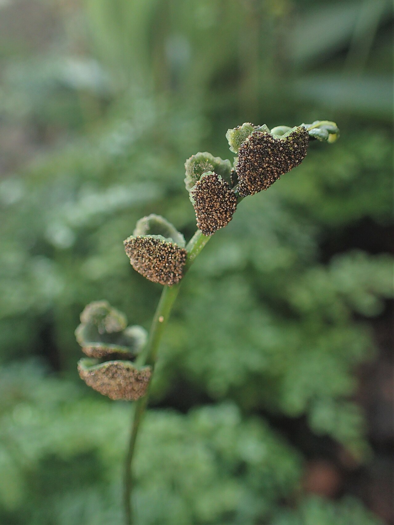 Bolbitis heteroclita: Bolbitis heteroclita difformis in the Botanischer Garten, Berlin-Dahlem