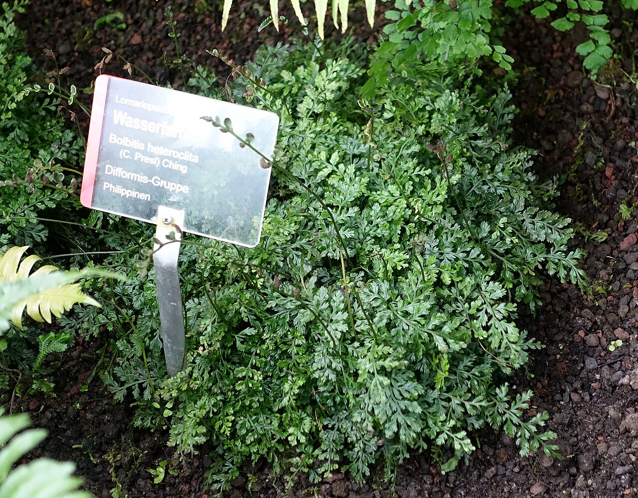 Bolbitis heteroclita: Botanical specimen in Wilhelma Zoo - Stuttgart, Germany.