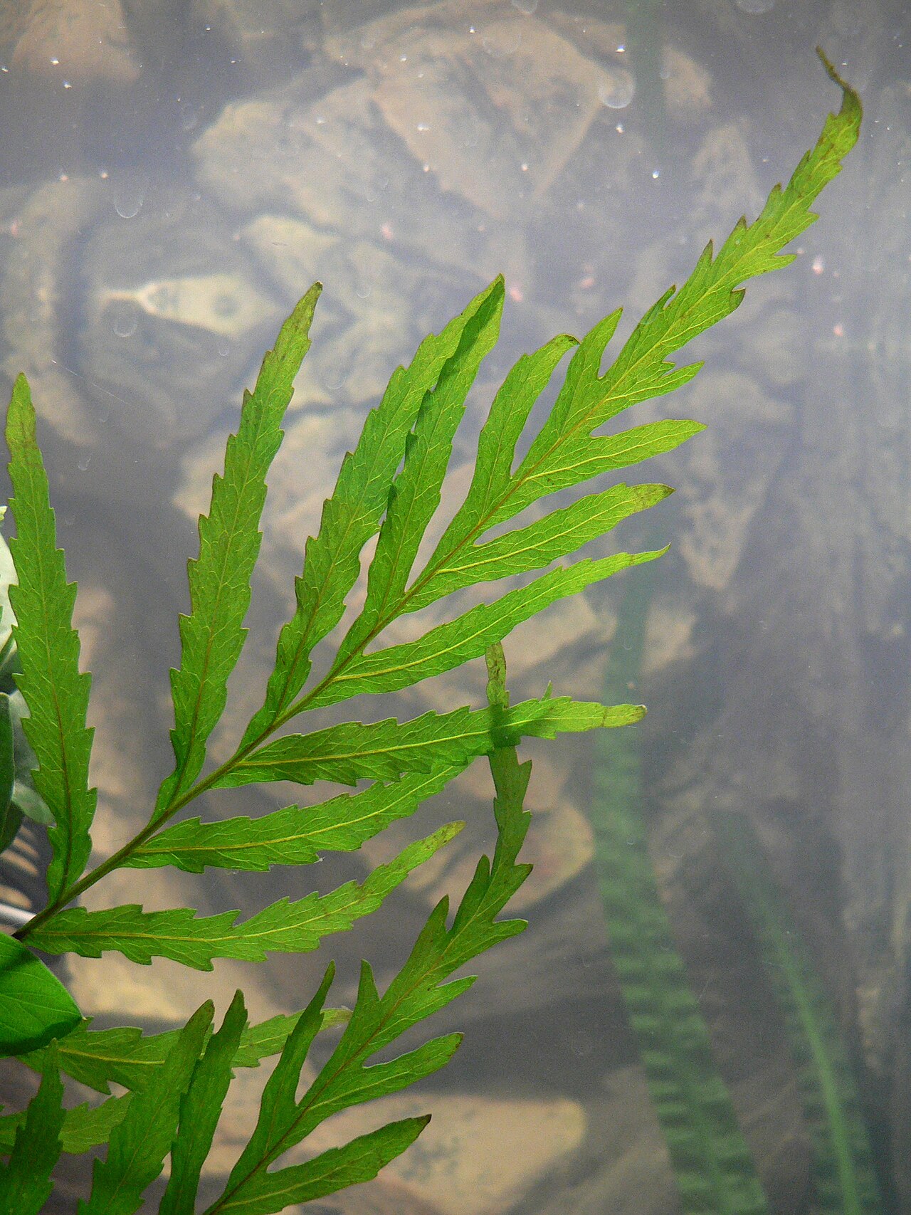Bolbitis heudelotii: Bolbitis heudelotii
