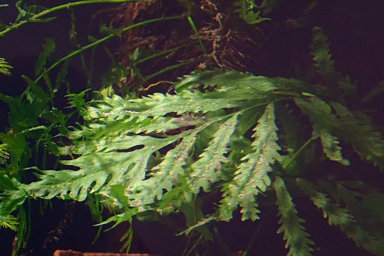 Bolbitis heudelotii: Bolbitis heudelotii in the Botanischer Garten, Berlin-Dahlem