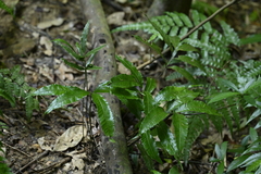 Bolbitis lianhuachihensis (Bolbitis lianhuachihensis)