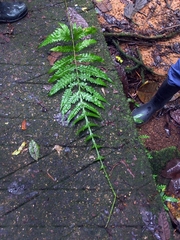 Puerto Rico creepingfern (Bolbitis portoricensis)