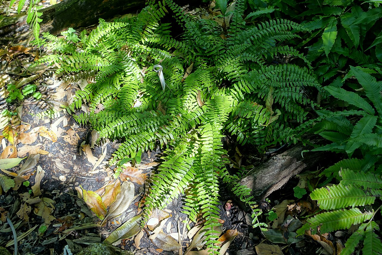 Bolbitis rhizophylla: Botanical specimen in the Marie Selby Botanical Gardens - Sarasota, Florida, USA.