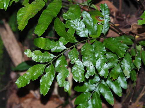 Bolbitis scalpturata (Bolbitis scalpturata)